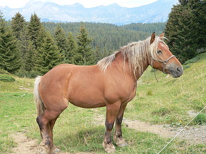420px-Horse_Col_des_Saisies_F.JPG