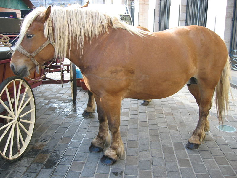 800px-Cheval_Comtois_2.jpg