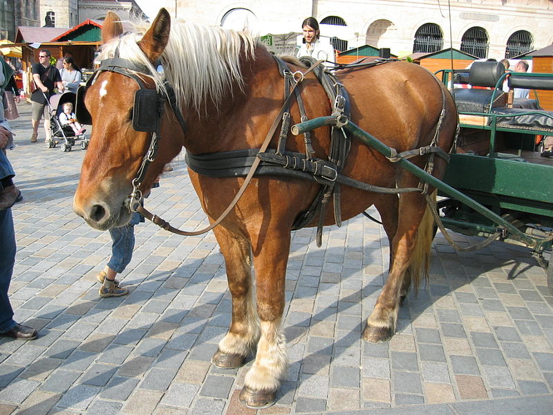 800px-Cheval_Comtois_5.jpg