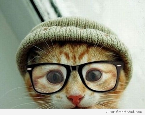 chat-bonnet-lunettes-500x397.jpg