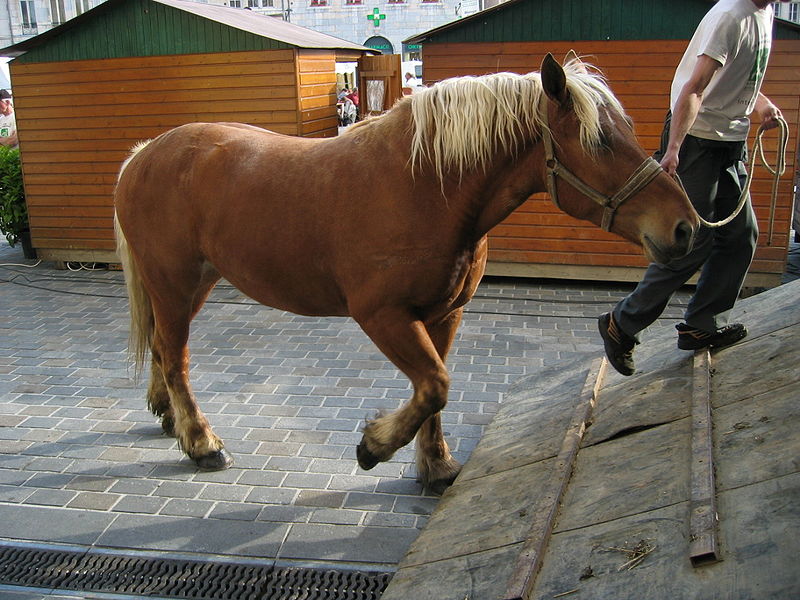 800px-Cheval_Comtois_4.jpg