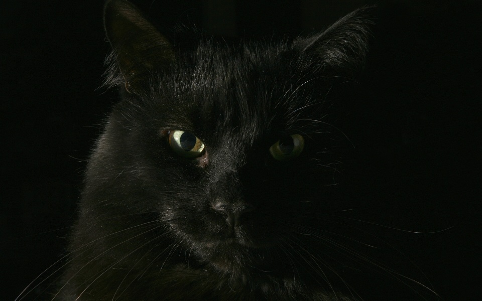 les-yeux-du-chat-noir.jpg
