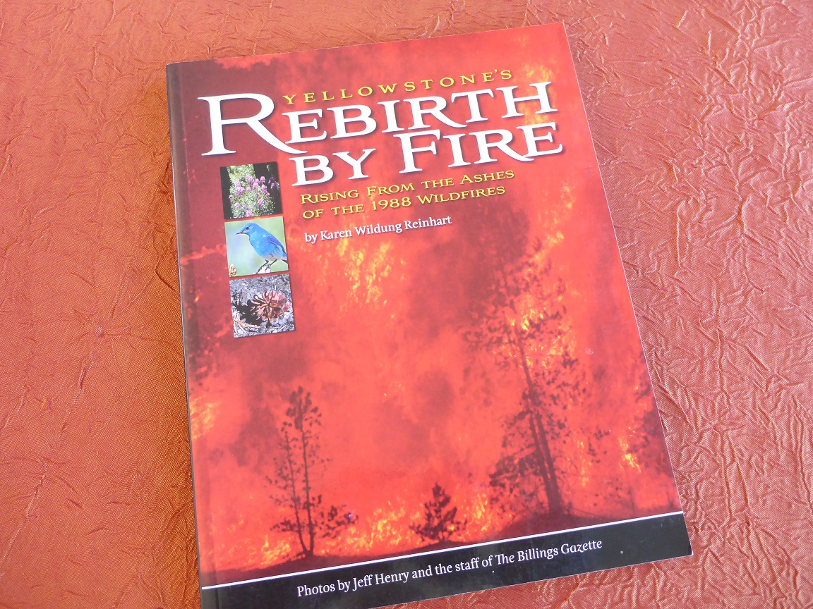 Yellowstone Rebirth by Fire.JPG